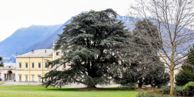 cedro del libano